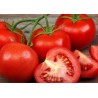 6 plants tomate saint-pierre