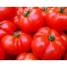6 plants tomate marmande