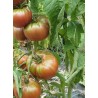 6 plants tomate noire de crimée