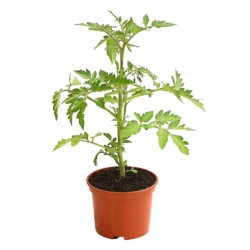 6 plants tomate green zebra