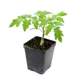 6 plants tomate green zebra