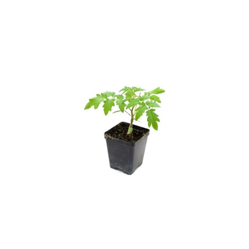 6 plants tomate green zebra