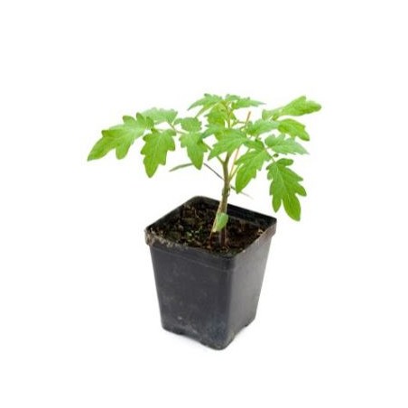 6 plants tomate green zebra