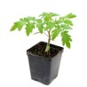 6 plants tomate green zebra