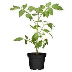 6 plants tomate green zebra