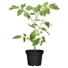 6 plants tomate green zebra