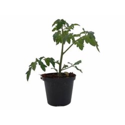 6 plants tomate green zebra