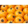 6 plants tomate l'or de tante berthe