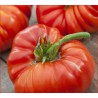 6 plants tomate russe