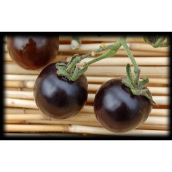 6 plants tomate cerise helsing junction blue