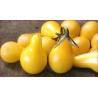 6 plants tomate cerise poire jaune