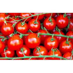 6 plants tomate cerise