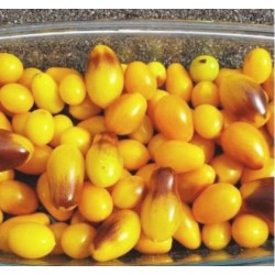 tomate cerise larmes de poire