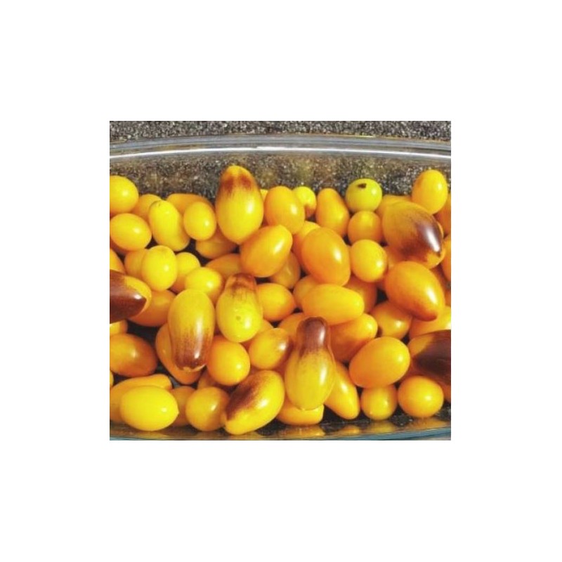 tomate cerise larmes de poire