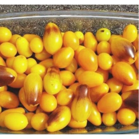 tomate cerise larmes de poire
