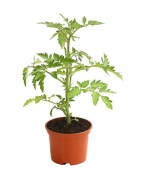 plants